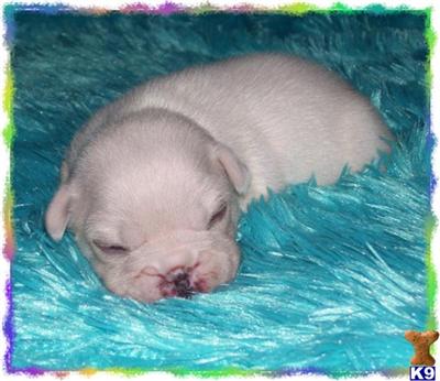 French Bulldog Puppies for Sale